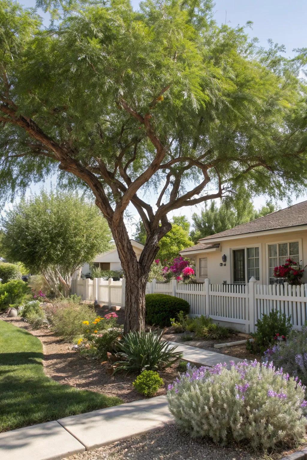 Drought-tolerant trees offer shade and sustainability.