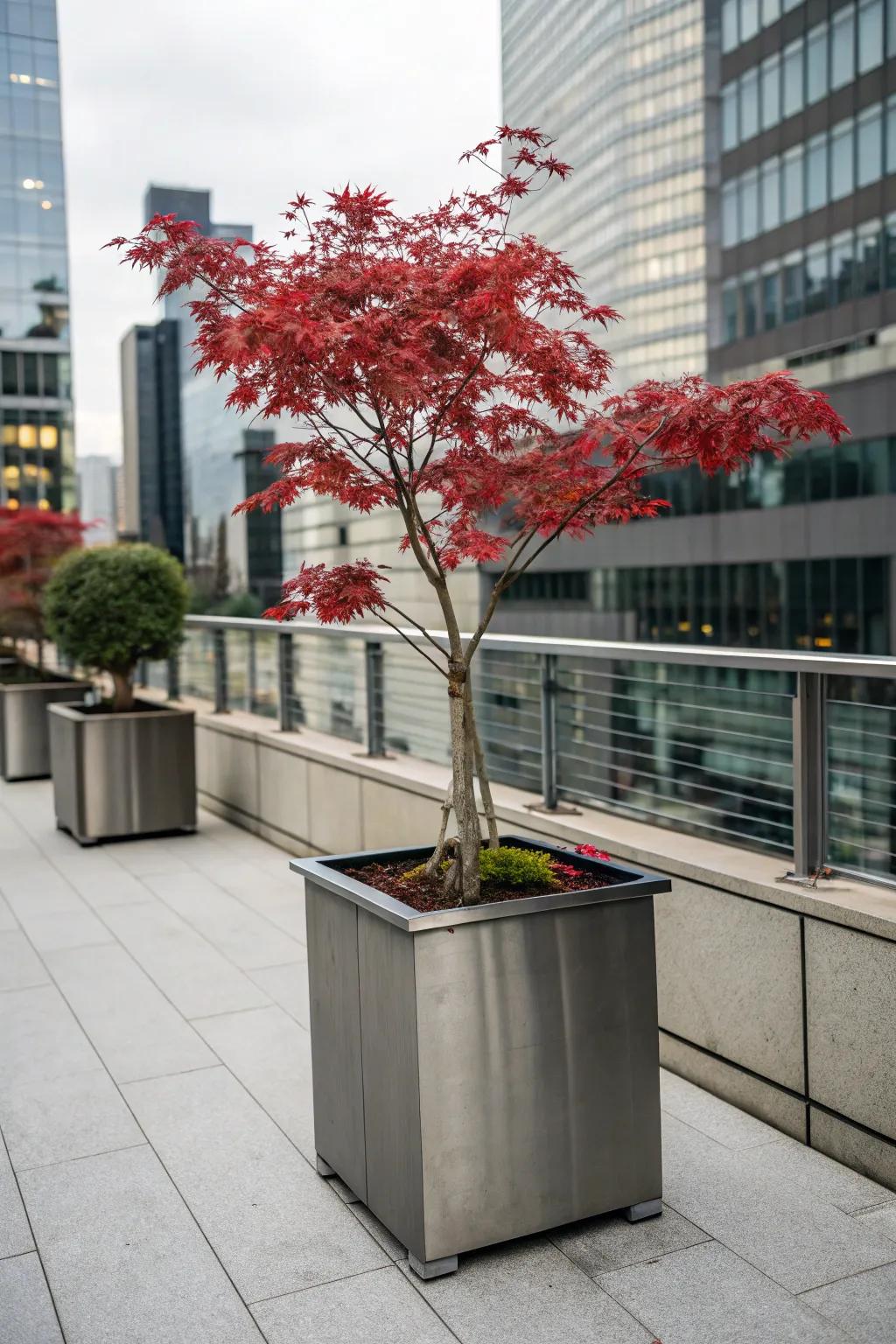 Industrial chic with a Japanese maple in a metal container.