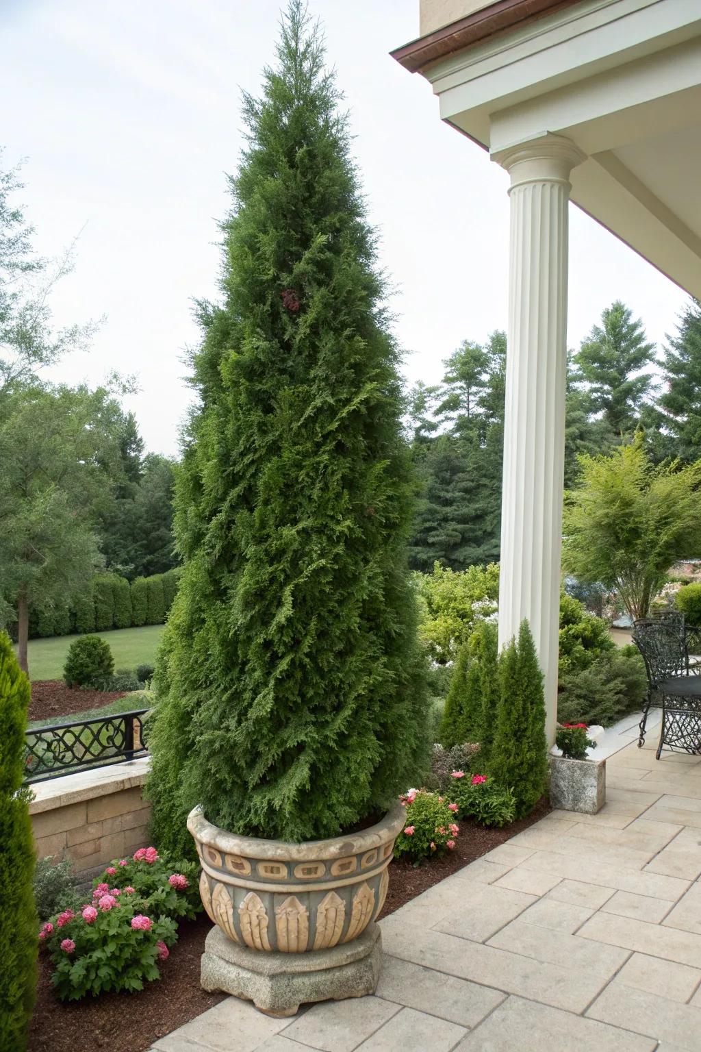 Portable greenery: Thuja in containers for versatile landscaping.