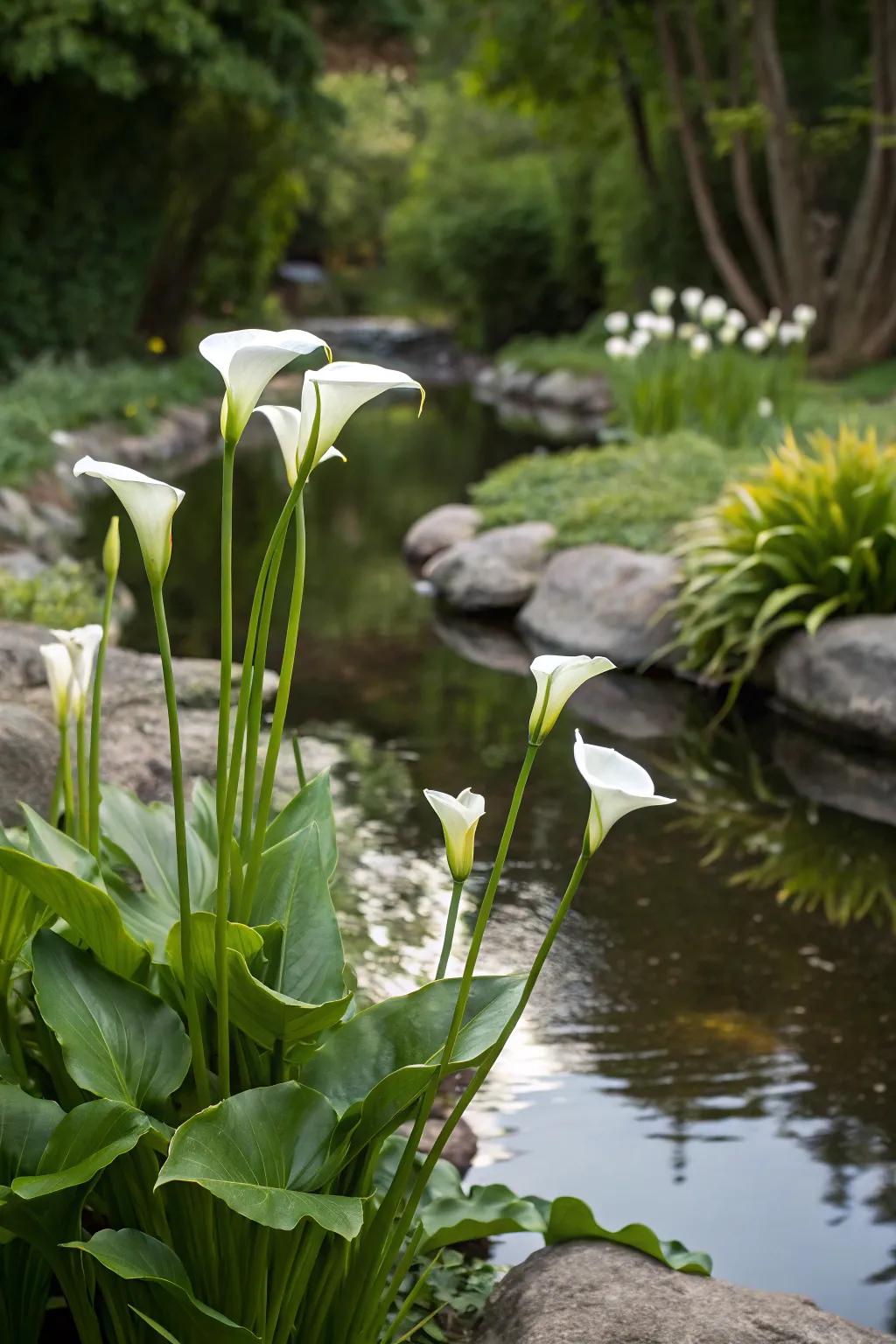 Calla lilies thriving by a serene garden water feature.