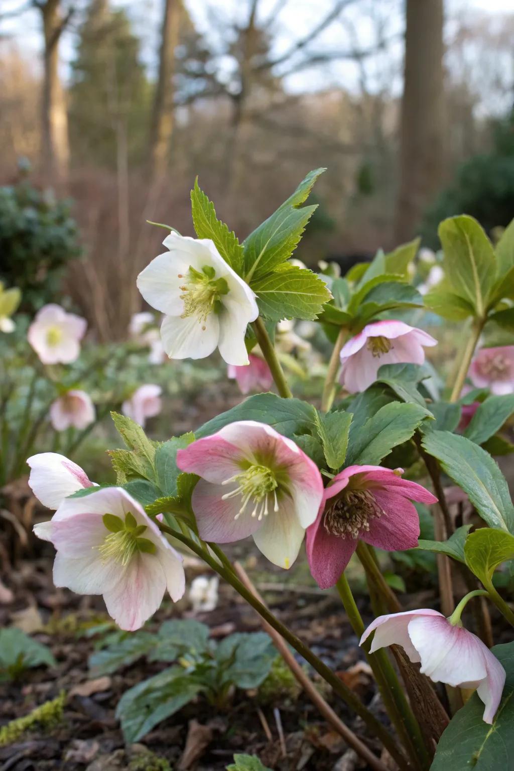 Hellebores bringing winter interest with their unique blooms.