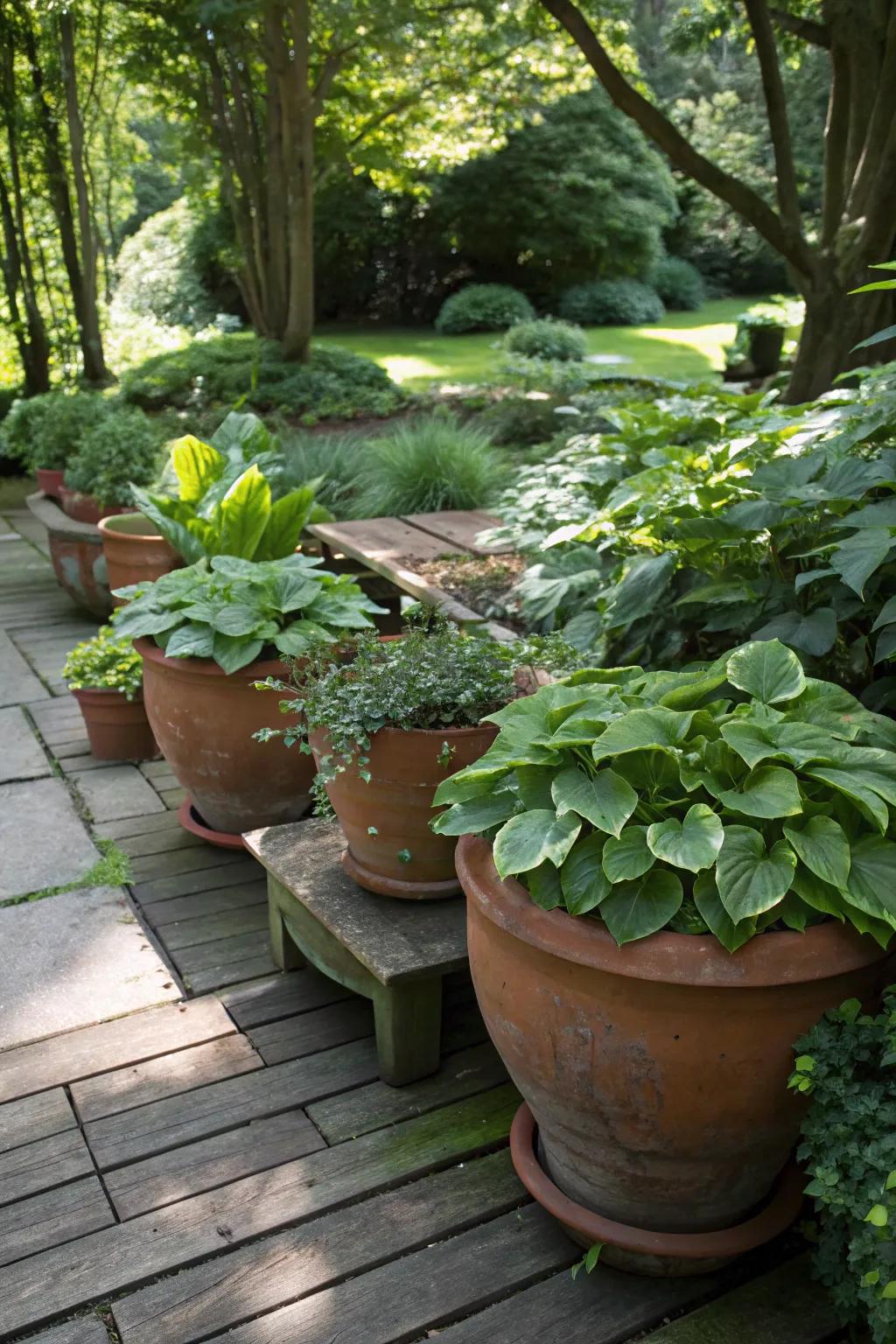 A shaded garden setting featuring terracotta pots with hostas and begonias.